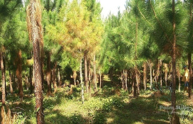 Rio San Juan,Sale - Farms,1516