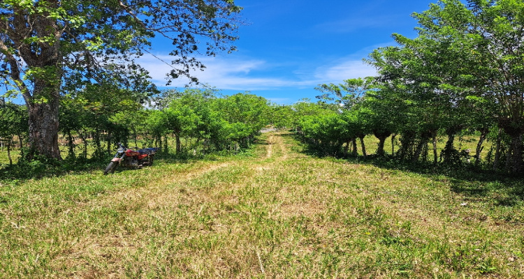 Rio San Juan,Sale - Farms,1517