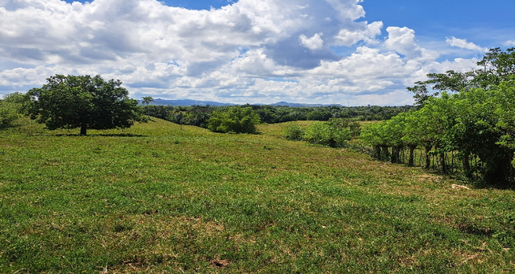 Rio San Juan,Sale - Farms,1517